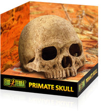 Load image into Gallery viewer, Exo Terra Primate Skull Hide