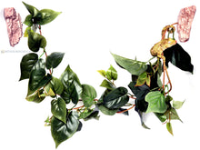 Load image into Gallery viewer, MagNaturals Jungle Vine Bridge