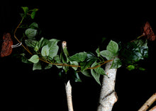 Load image into Gallery viewer, MagNaturals Jungle Vine Bridge