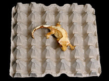 Load image into Gallery viewer, Egg Crate