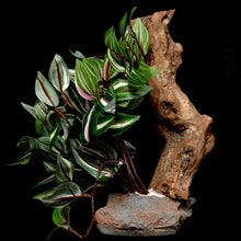 Load image into Gallery viewer, Habi-Scape Tropical Plant on Stone Base with Worn Wood