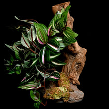 Load image into Gallery viewer, Habi-Scape Tropical Plant on Stone Base with Worn Wood