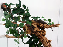 Load image into Gallery viewer, MagNaturals Jungle Vine Cluster