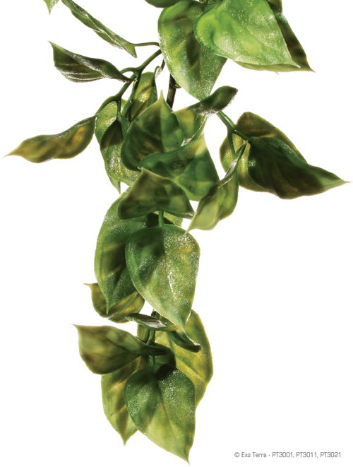 exo terra silk terrarium plant Exo Terra Hanging Amapallo Plant – Northern Gecko Inc