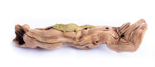 Load image into Gallery viewer, AquaGlobe Grapevine Wood