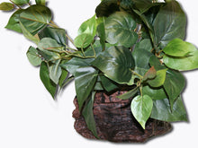 Load image into Gallery viewer, MagNaturals Planter Ledge