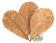 Load image into Gallery viewer, NewCal Indian Almond Leaves, Grade AAA 10-Pack