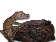 Load image into Gallery viewer, MagNaturals Feed OR Water Ledge