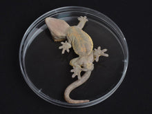 Load image into Gallery viewer, NewCal Louping Dish