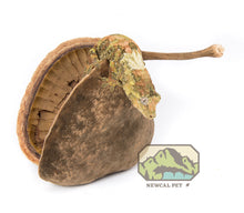 Load image into Gallery viewer, NewCal Buddha Nut