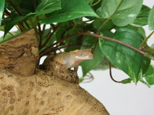 Load image into Gallery viewer, Habi-Scape Small Bamboo Forest