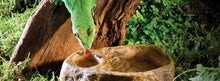 Load image into Gallery viewer, Exo Terra Gecko Dish