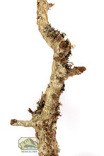 Load image into Gallery viewer, NewCal Cork Branch, Thin