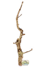 Load image into Gallery viewer, NewCal Cork Branch, Thin