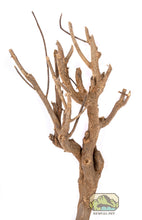 Load image into Gallery viewer, NewCal Curry Tree Branch, 10-13"