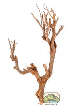 Load image into Gallery viewer, NewCal Curry Tree Branch, 10-13"