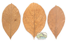 Load image into Gallery viewer, NewCal Jack Fruit Leaves, 10 Pack