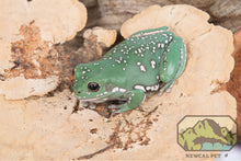 Load image into Gallery viewer, NewCal Sponge Mushroom, 2-Pack