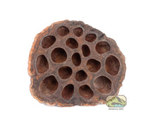 Load image into Gallery viewer, NewCal Lotus Pods, 3-Pack