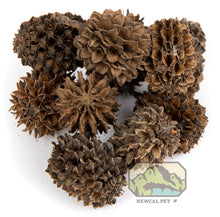 Load image into Gallery viewer, NewCal Casuarina Cones 1 oz. (Approx. 40 Cones)