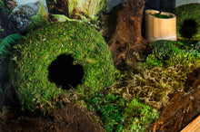 Load image into Gallery viewer, Galapagos Mossy Cave, 4" Diameter for Hiding and Humidity