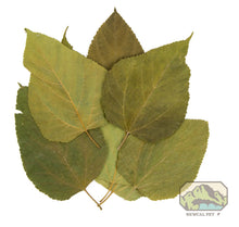 Load image into Gallery viewer, NewCal Mulberry Leaves, 10 Pack