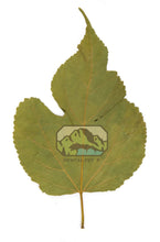 Load image into Gallery viewer, NewCal Mulberry Leaves, 10 Pack