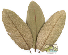 Load image into Gallery viewer, NewCal Guava Leaves, 10 Pack