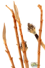 Load image into Gallery viewer, NewCal Magnolia Branches, Large