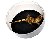 Load image into Gallery viewer, Repti-Zorb 9.75" Diameter Deli Cup Liners 50-Pack