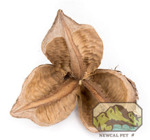 Load image into Gallery viewer, NewCal Sororcoa Pod