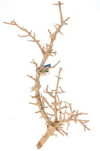 Load image into Gallery viewer, AquaGlobe Pandora Wood