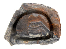 Load image into Gallery viewer, Habi-Scape Fruit Fly Island