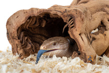 Load image into Gallery viewer, Galapagos Grapevine Cave, 10-14"