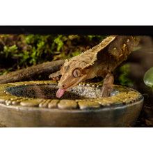Load image into Gallery viewer, Exo Terra Aztec Water Dish