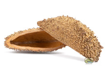 Load image into Gallery viewer, NewCal Devil's Purse, 2 Pack