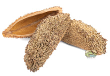 Load image into Gallery viewer, NewCal Devil's Purse, 2 Pack