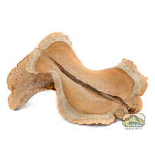 Load image into Gallery viewer, NewCal Frog's Mouth, 3 Pack