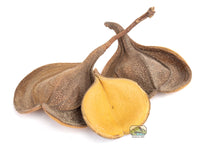 Load image into Gallery viewer, NewCal Elephant's Ear, 1oz.