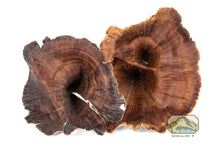 Load image into Gallery viewer, NewCal Golden Mushrooms, 4-Pack