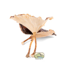 Load image into Gallery viewer, NewCal Golden Mushrooms, 4-Pack