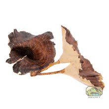 Load image into Gallery viewer, NewCal Golden Mushrooms, 4-Pack