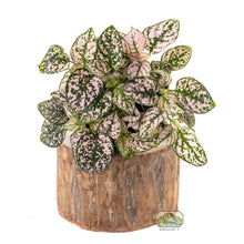 Load image into Gallery viewer, NewCal Pauwlonia Tree Pot