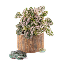 Load image into Gallery viewer, NewCal Pauwlonia Tree Pot