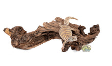 Load image into Gallery viewer, NewCal Mopani Wood