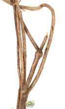 Load image into Gallery viewer, NewCal Vine Branches, 5 Pack