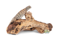 Load image into Gallery viewer, NewCal Mopani Wood