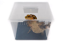 Load image into Gallery viewer, Square Vented Container with Flip Top Lid NOT Deli Cup