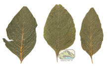 Load image into Gallery viewer, NewCal Amaranth Leaves - 20 Pack
