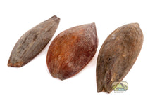 Load image into Gallery viewer, NewCal Canoinhas Pod, 2 Pack